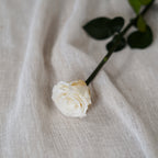 Rose Éternelle Ivoire