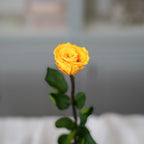 Rose Éternelle Safran