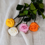 Rose Éternelle Rose Pâle