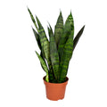 Sansevieria Black Coral – Houseplant