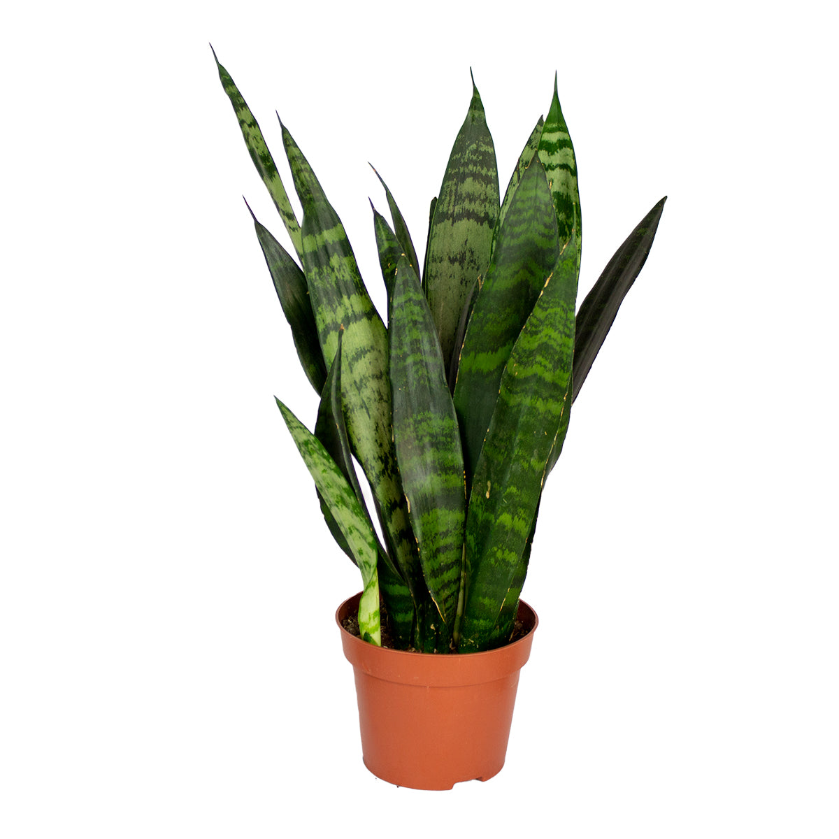 Sansevieria Black Coral – Houseplant