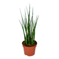 Sansevieria Fernwood Mikado – Indoor Plant