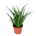 Sansevieria Fernwood Punk – Indoor Plant