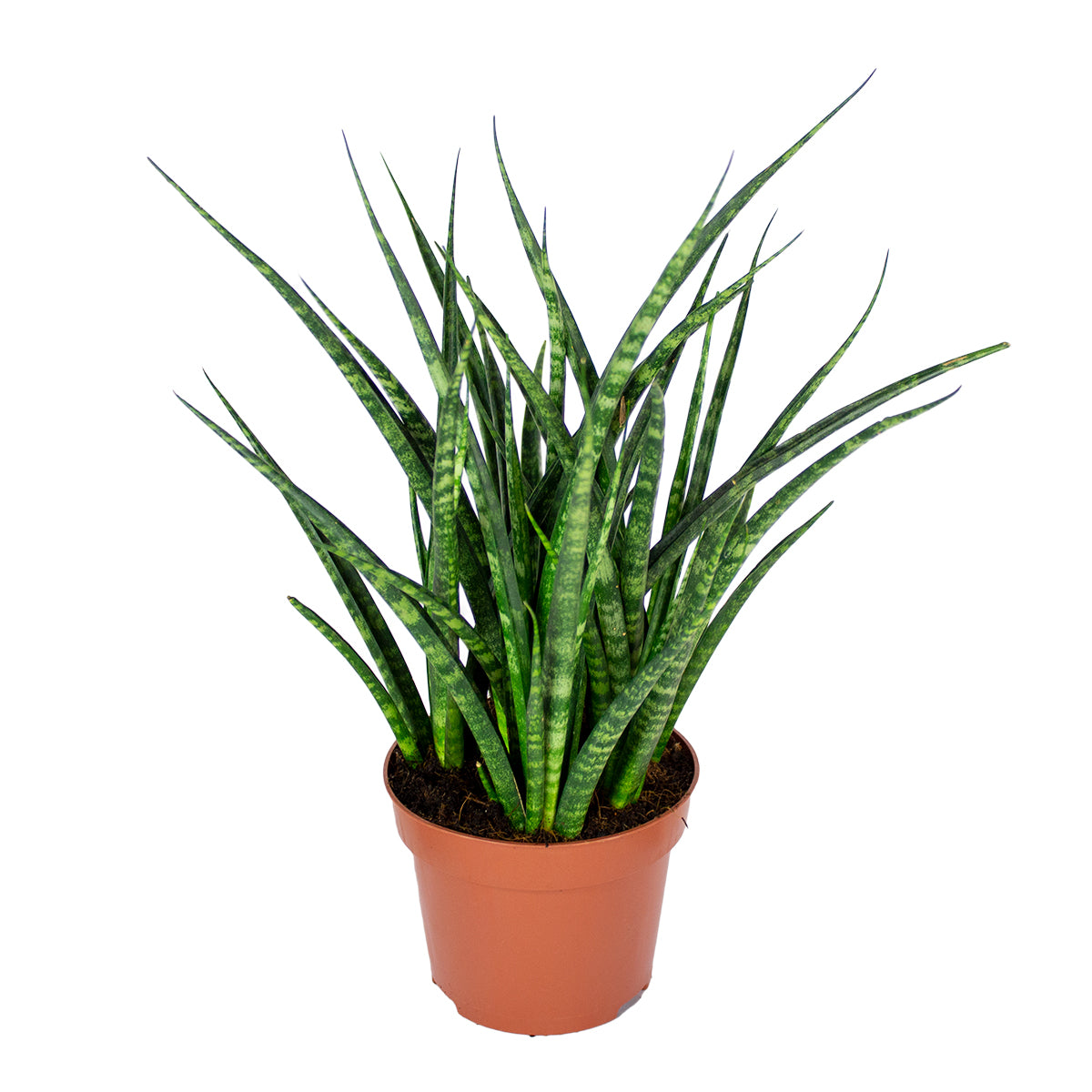 Sansevieria Fernwood Punk – Indoor Plant