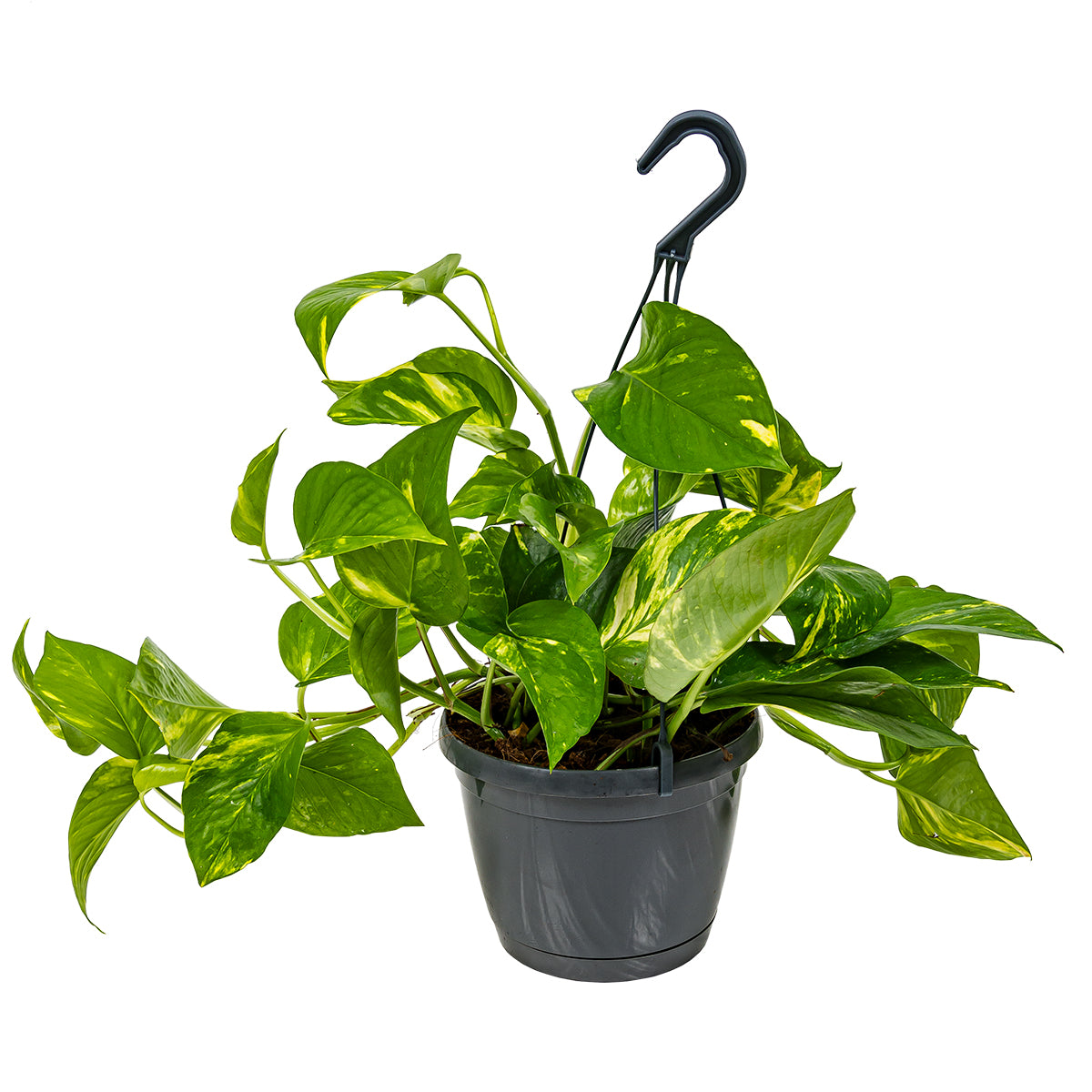 Scindapsus Aureum – Planta de interior