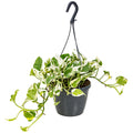 Scindapsus N-Joy – Plante D'Intérieur