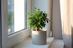 Ficus Benjamina Natasja – Planta de interior