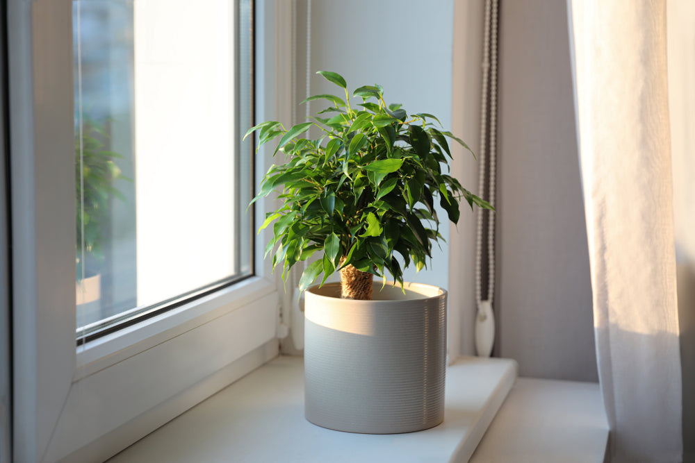 Ficus Benjamina Natasja – Planta de interior