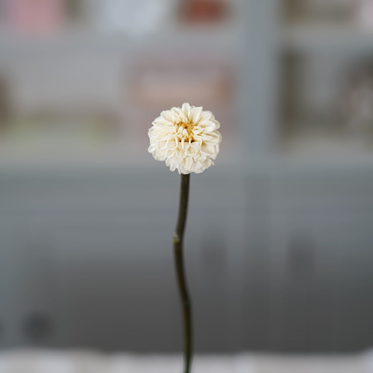 Dalia Preservada Marfil