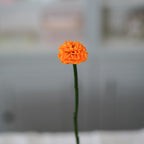 Dahlia Stabilisé Orange