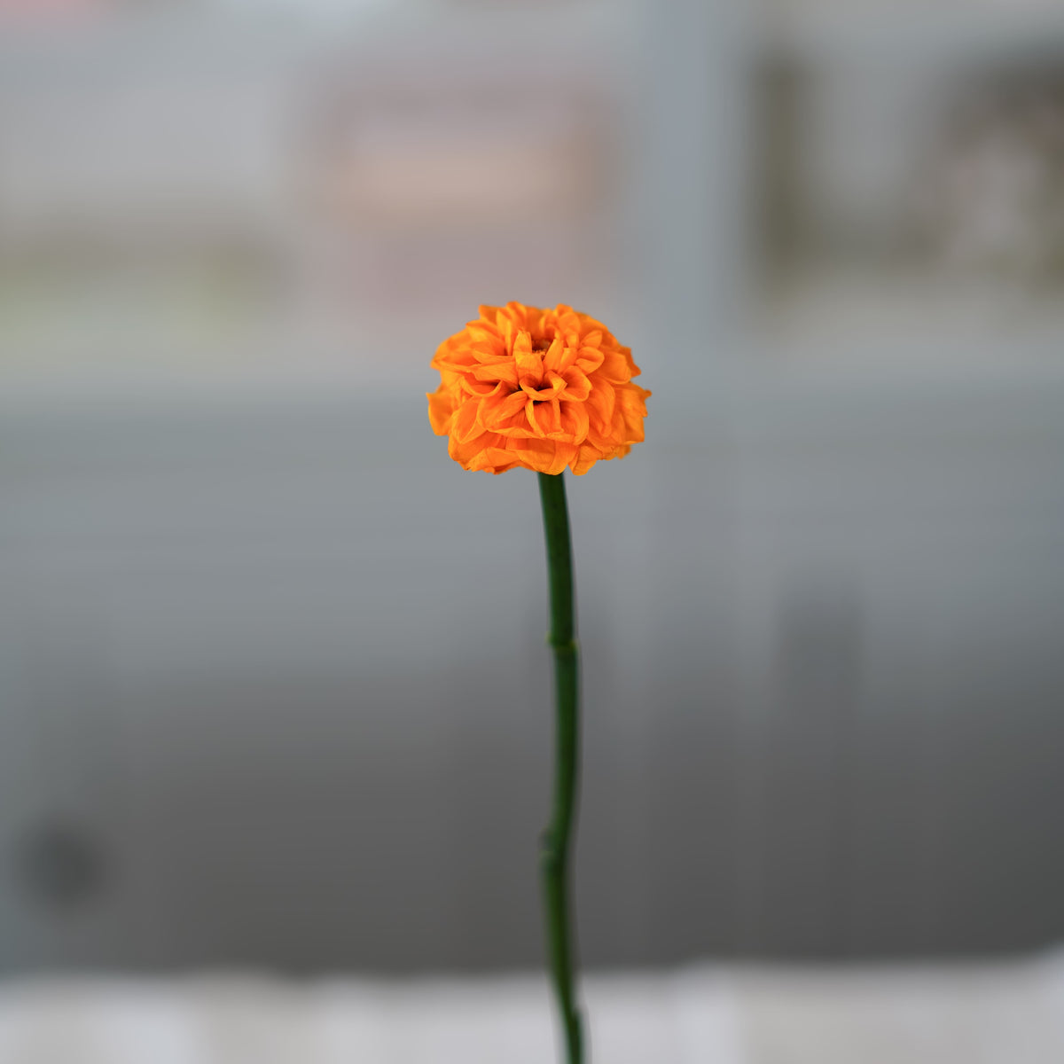 Dahlia Stabilisé Orange