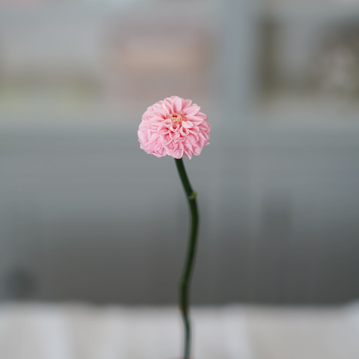 Dahlia Stabilisé Rose Pâle