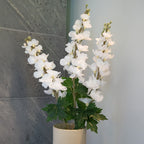 Delphinium Blanc
