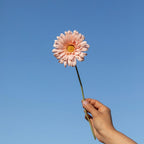 Gerbera En Papier Abricot
