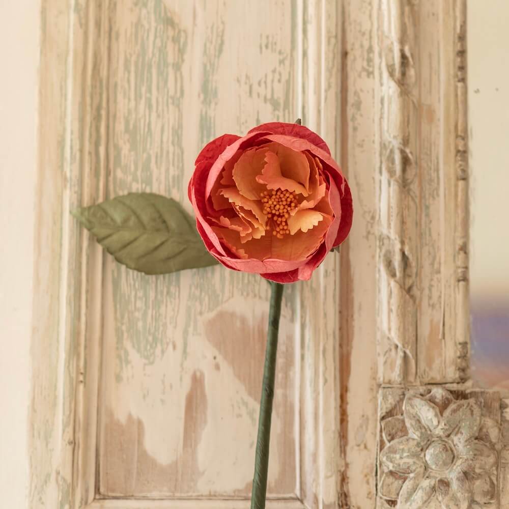 Pivoine De Jardin En Papier Corail