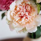 Pivoine Pêche