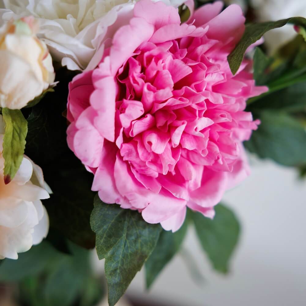 Pivoine Rose Foncé
