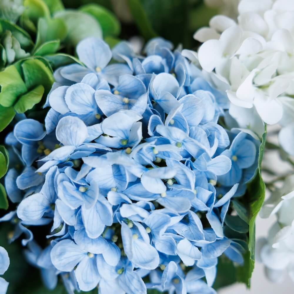 Hortensia Bleu Clair