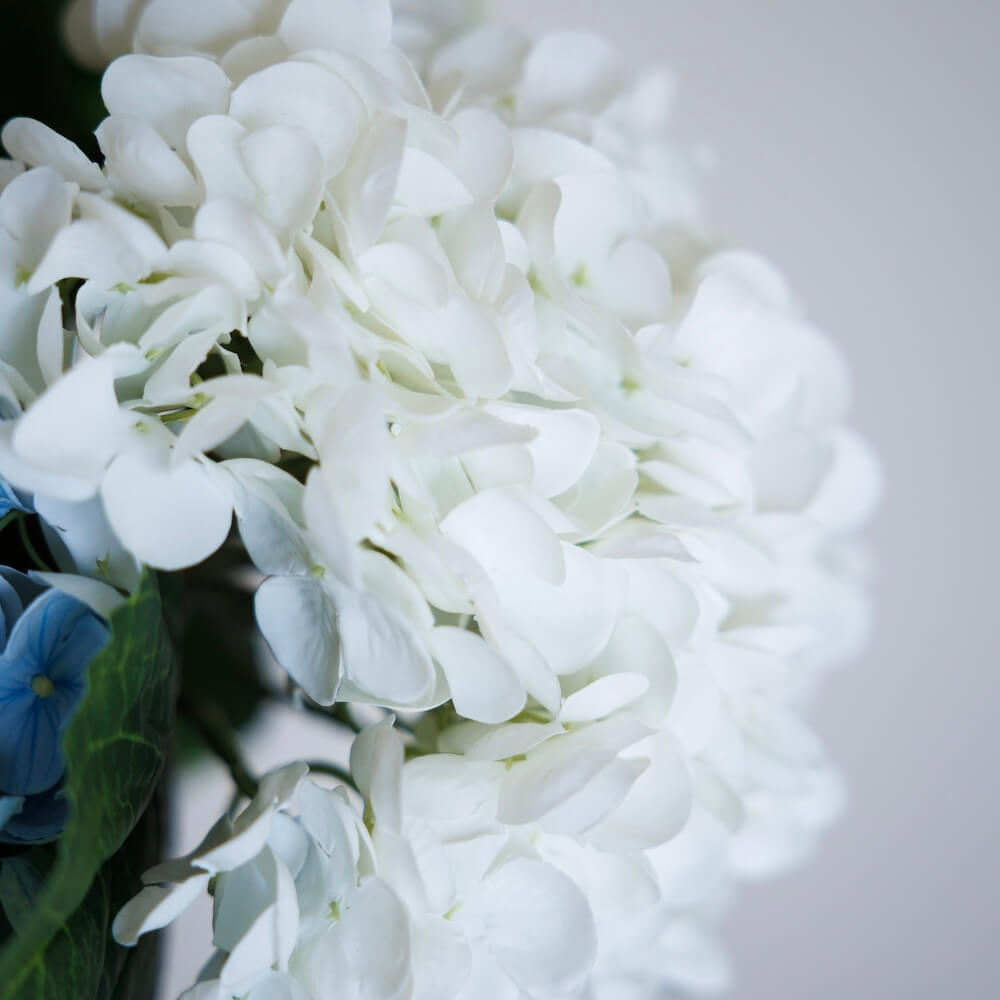 Hortensia Blanc