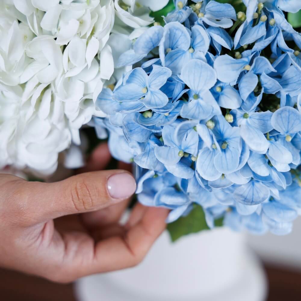 Hortensia Bleu Clair