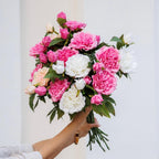 Pivoine Blanche