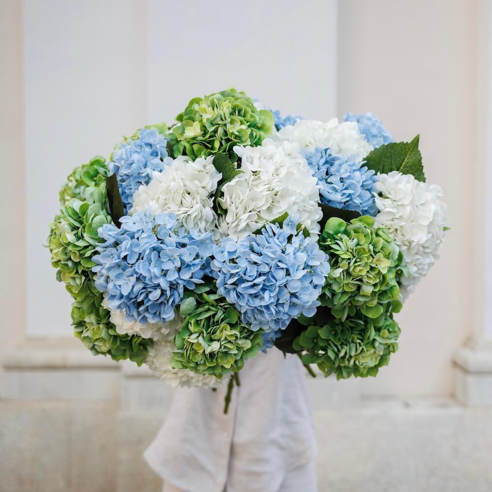 Hortensia Bleu Clair