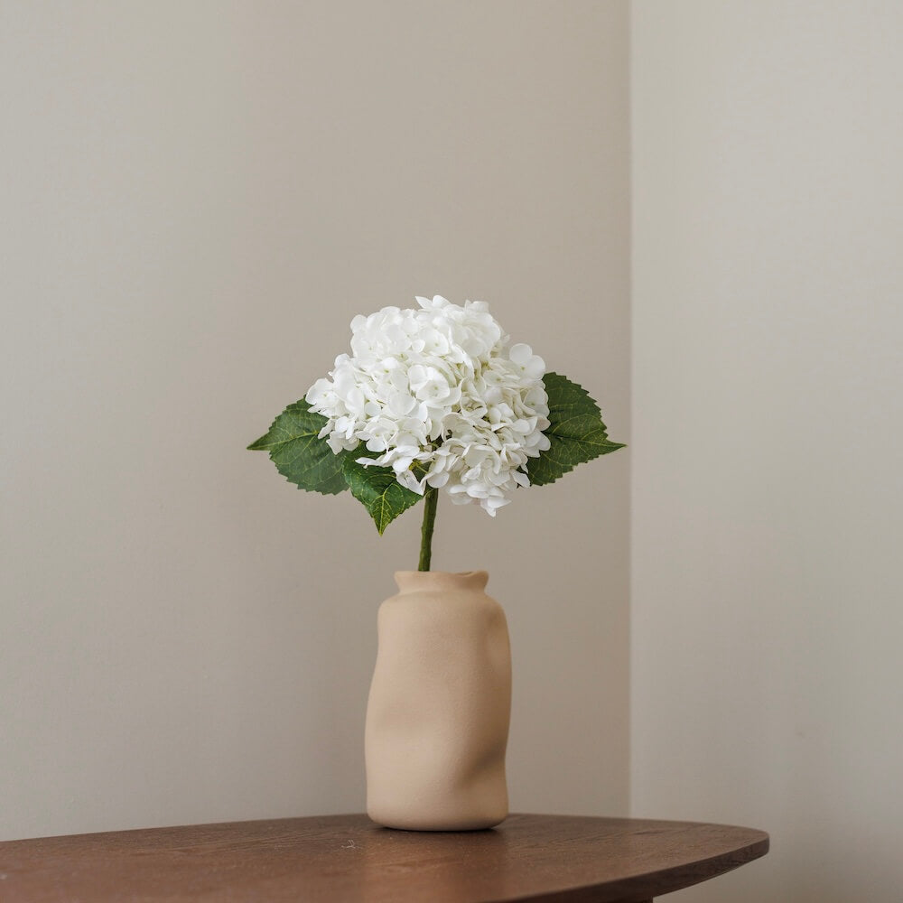 Hortensia Blanc