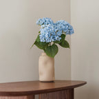 Hortensia Bleu Clair
