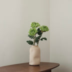 Chrysanthème Vert