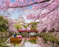 Peinture Par Numéros - Fleurs De Cerisiers Au Japon