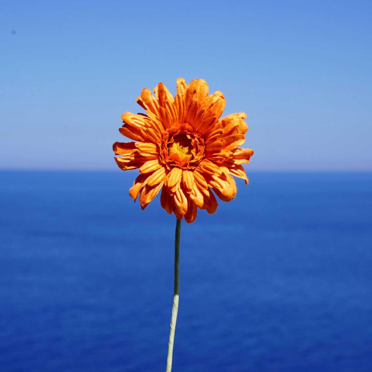 Gerbera En Papier Orange