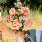 Rose Caroline En Papier Abricot