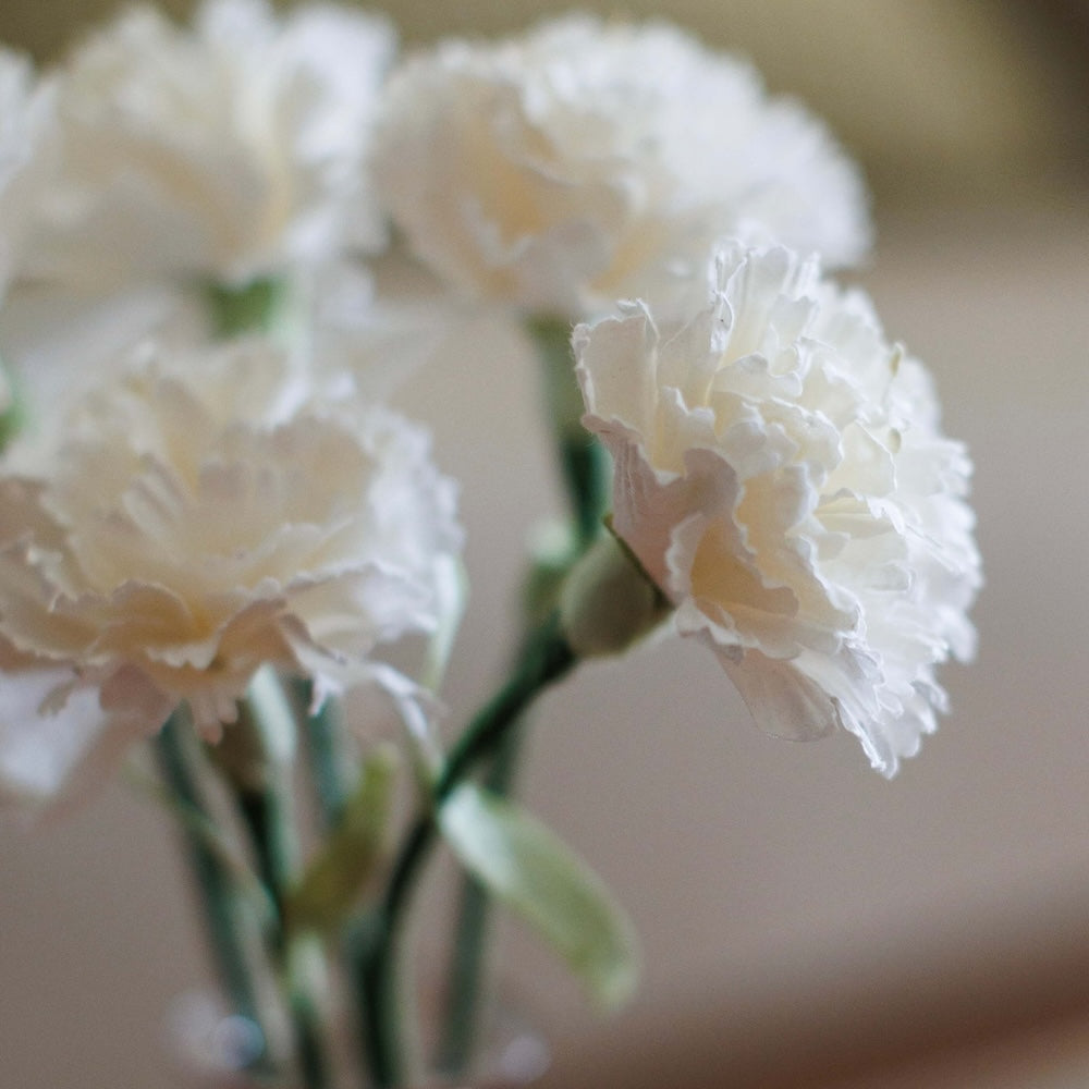 Oeillet En Papier Blanc