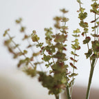 Brins D'Astilbe En Papier Vert
