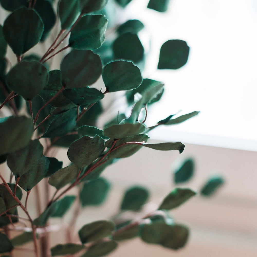 Eucalyptus Gum Tree En Papier Vert Forêt