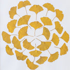 Erbario Farandole di Ginkgo