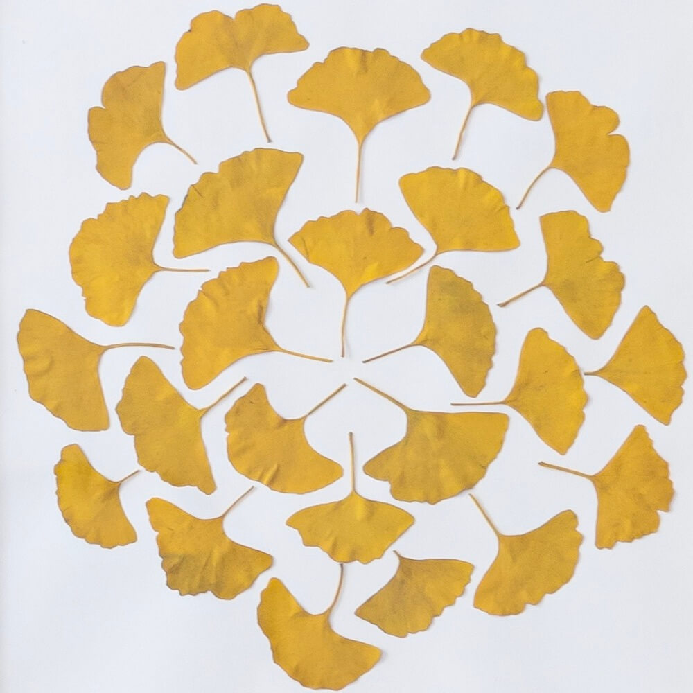 Erbario Farandole di Ginkgo