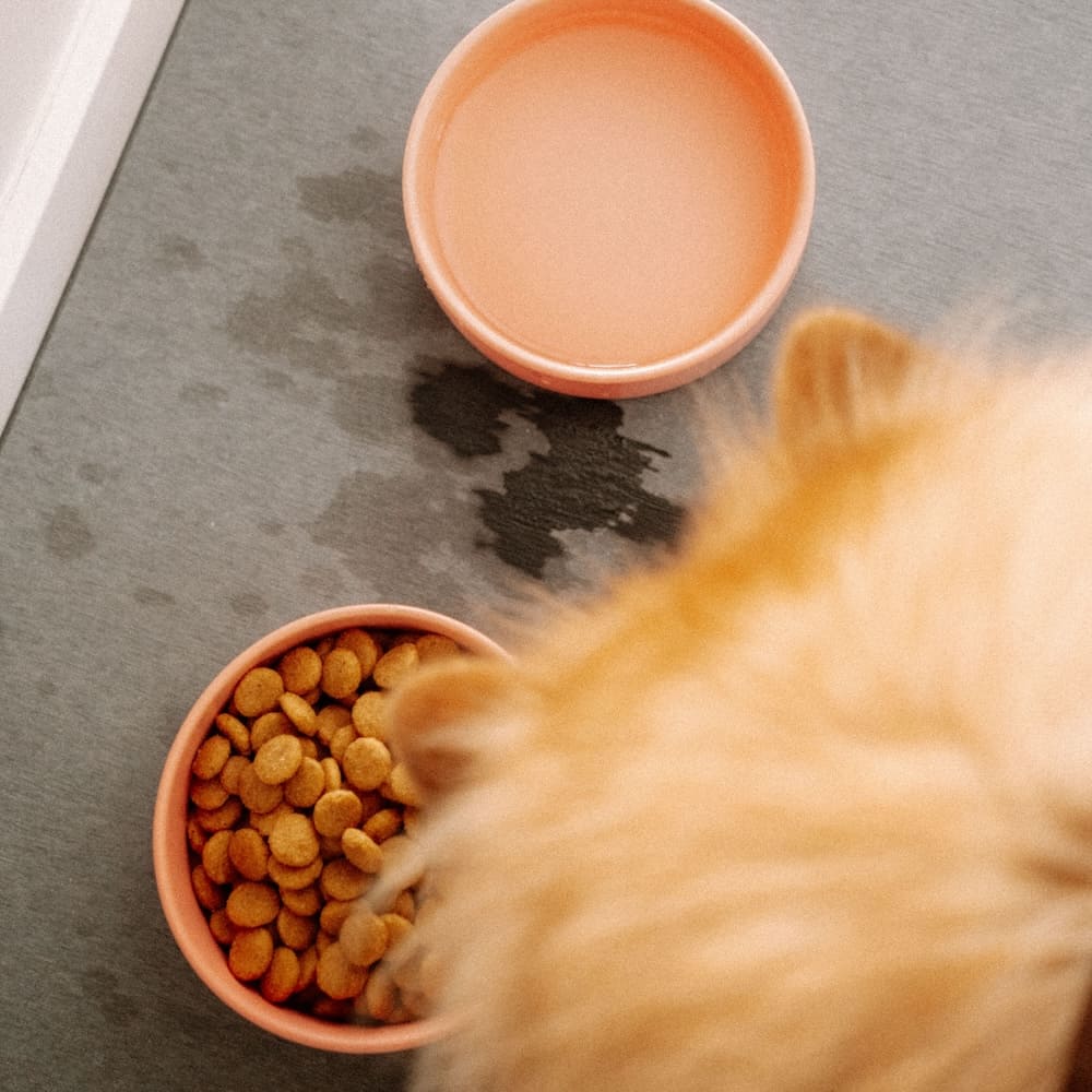Diatomite Stone Dog and Cat Bowl Mat