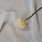 Preserved Ivory Carnation