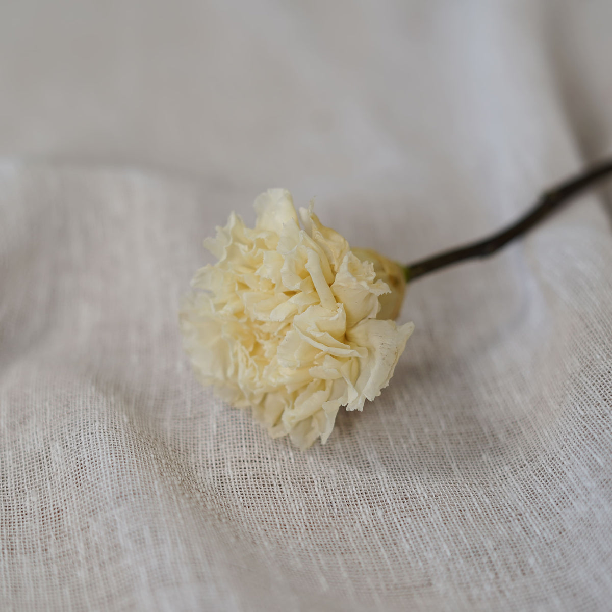 Preserved Ivory Carnation