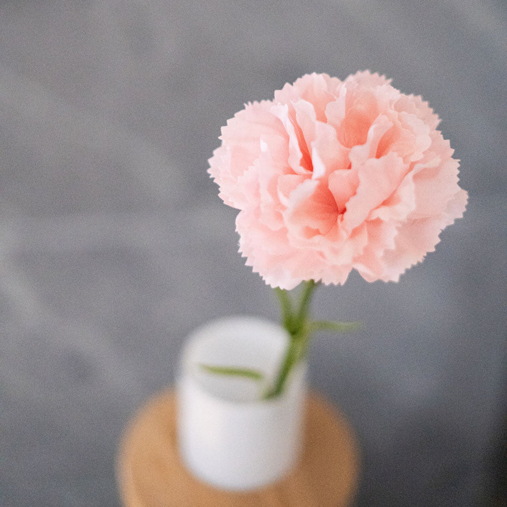 Oeillet Rose Poudré