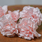 Oeillet Rose Poudré