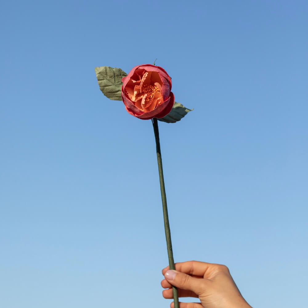Pivoine De Jardin En Papier Corail
