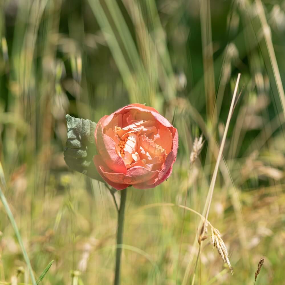Pivoine De Jardin En Papier Corail