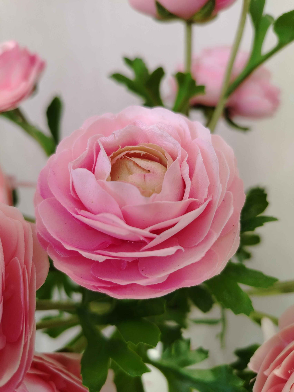 Renoncule Rose Poudré