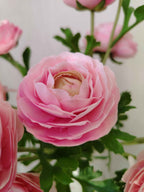 Renoncule Rose Poudré