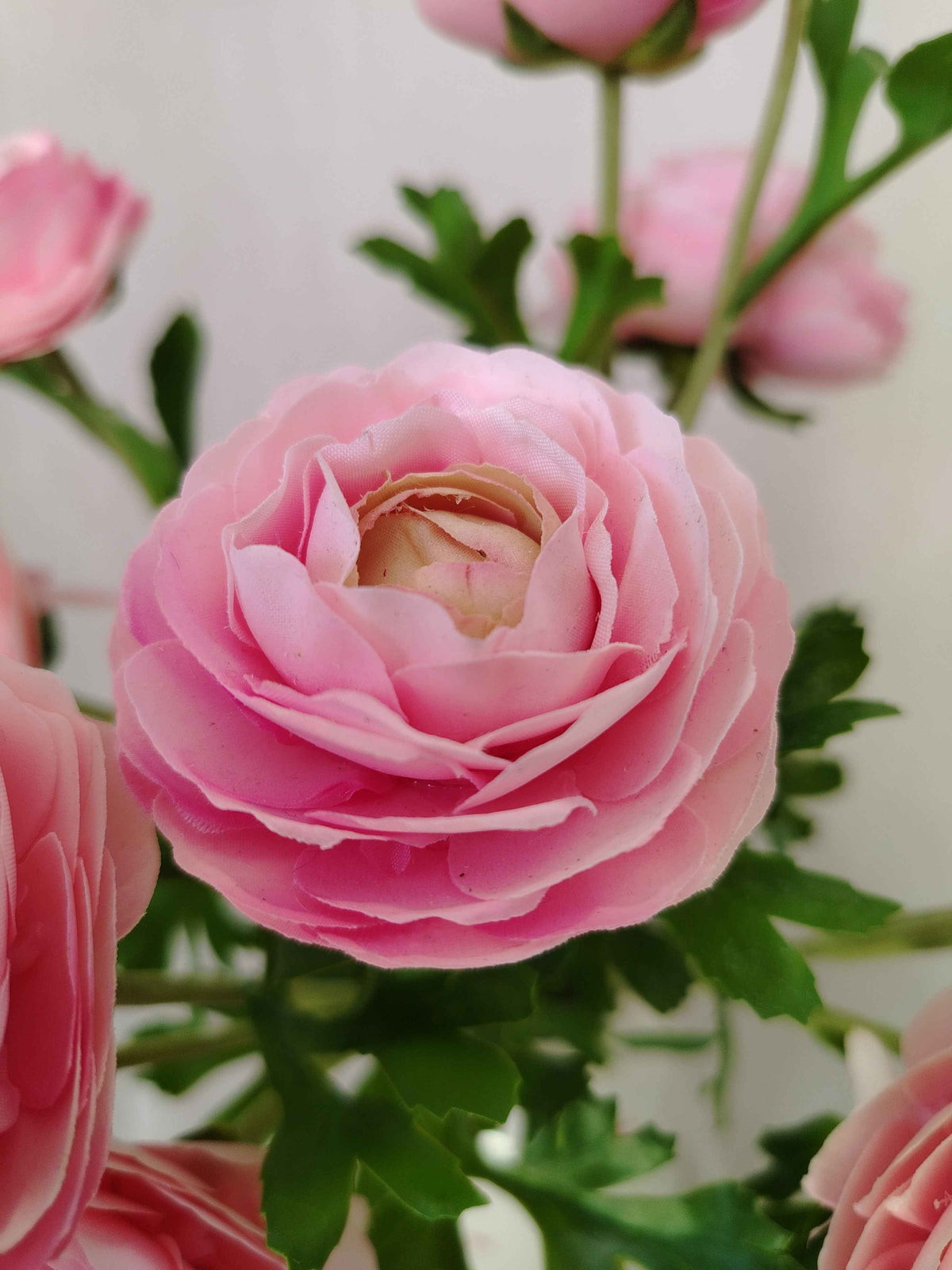 Renoncule Rose Poudré