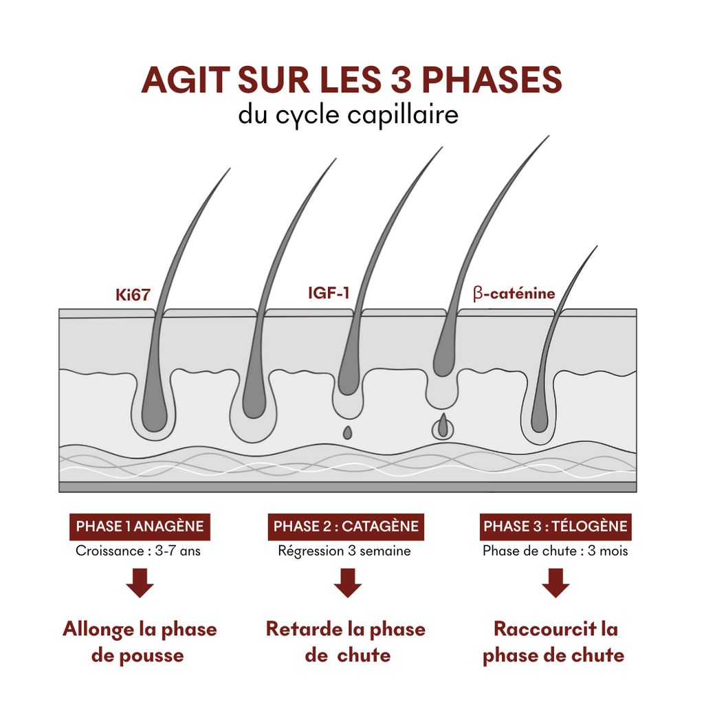 Reactive Hair Loss Protocol