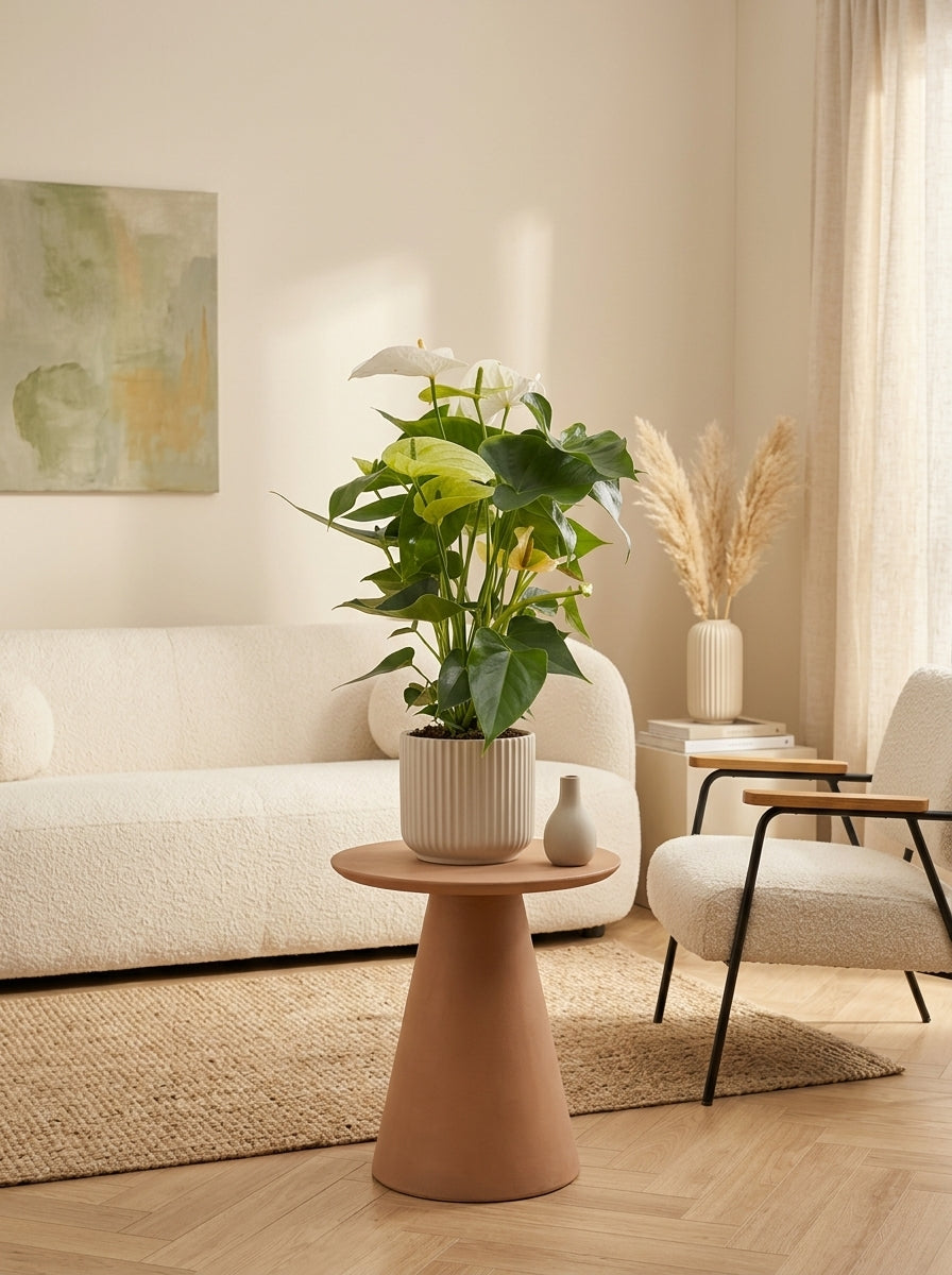 Anthurium Blanc – Plante D'Intérieur