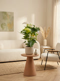 Anthurium Blanc – Plante D'Intérieur